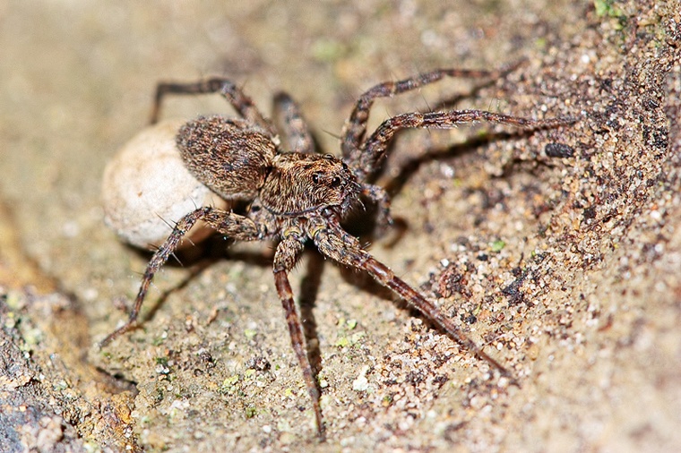 Pardosa sp.